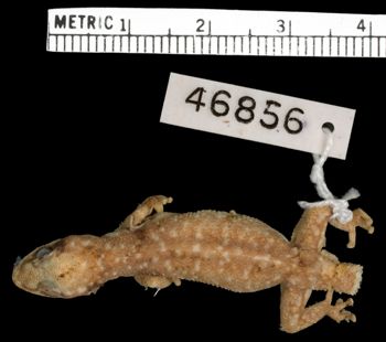 Media type: image;   Herpetology R-46856